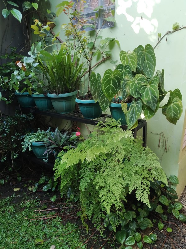 Dijual rumah cantik di dago  Komplek kampung padi