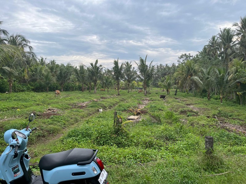 Leasehold - Land Prime in Jembrana, Bali