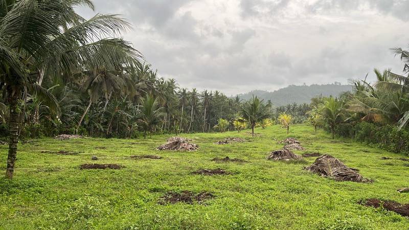 Leasehold - Land Prime in Jembrana, Bali