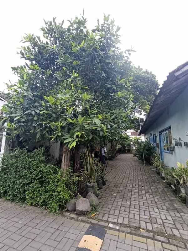 Investasi Premium, Jual Tanah Siap Bangun Di Janti, Caturtunggal, Sleman, Dekat Kampus & Ambarukmo Plaza  