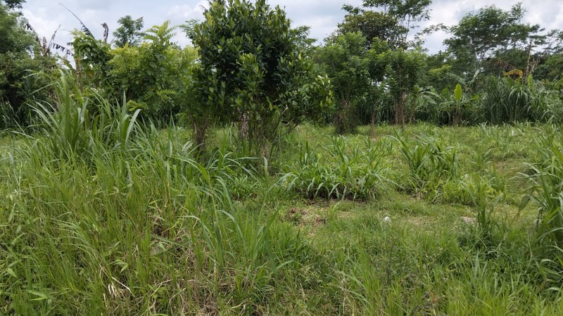 Tanah Sawah Luas 3100 Meter Persegi Lokasi Donoharjo Ngaglik Sleman 