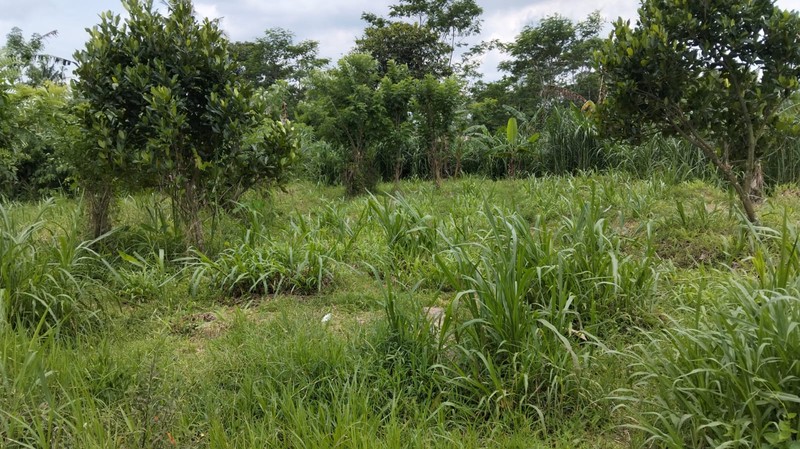 Tanah Sawah Luas 3100 Meter Persegi Lokasi Donoharjo Ngaglik Sleman 
