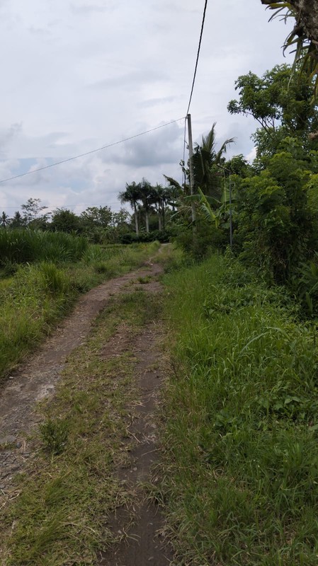 Tanah Sawah Luas 3100 Meter Persegi Lokasi Donoharjo Ngaglik Sleman 
