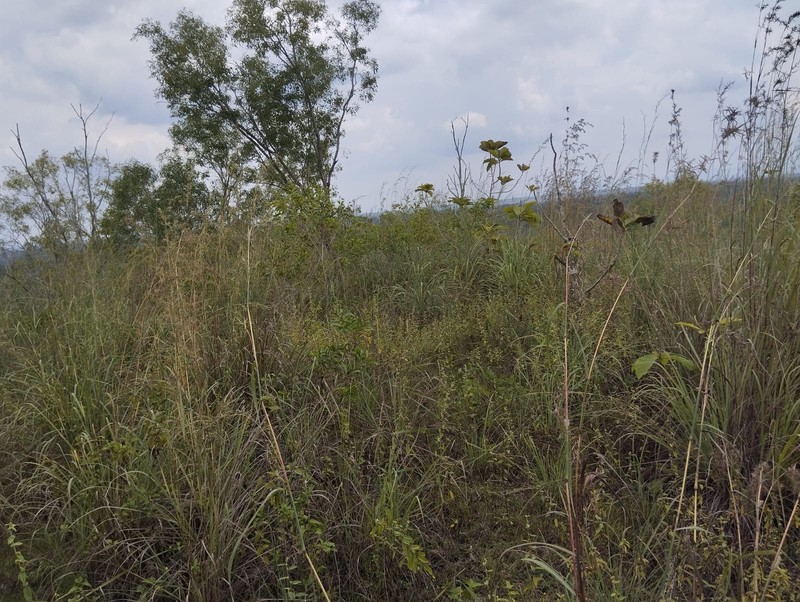 Dijual Tanah Tegal Luas 8.159 Meter Persegi  - Lokasi Strategis di Ngeposari, Semanu, Gunungkidul