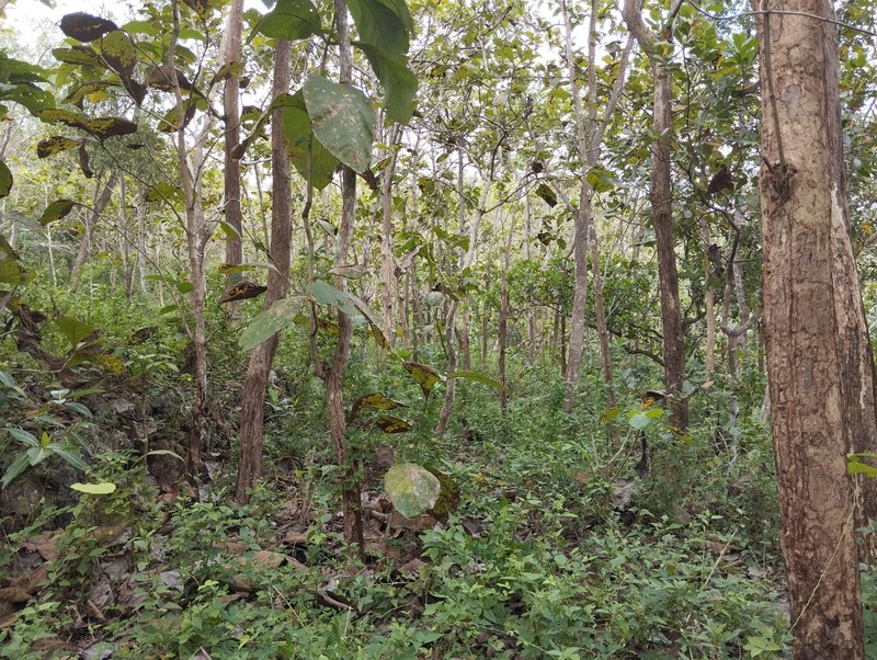 Dijual Tanah Tegal Luas 8.159 Meter Persegi  - Lokasi Strategis di Ngeposari, Semanu, Gunungkidul