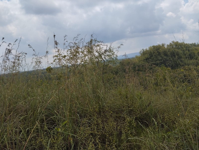 Dijual Tanah Tegal Luas 8.159 Meter Persegi  - Lokasi Strategis di Ngeposari, Semanu, Gunungkidul