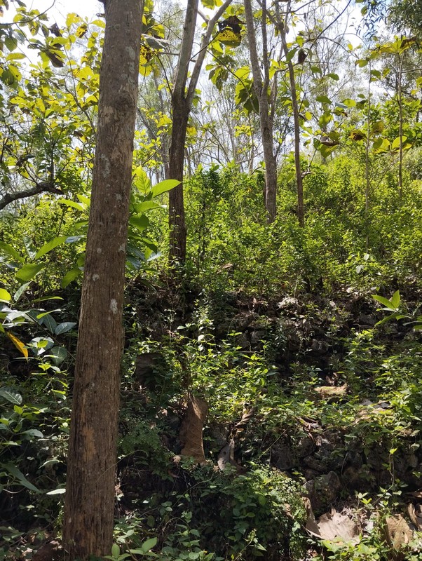 Dijual Tanah Tegal Luas 8.159 Meter Persegi  - Lokasi Strategis di Ngeposari, Semanu, Gunungkidul