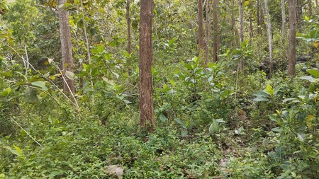 Dijual Tanah Tegal Luas 8.159 Meter Persegi  - Lokasi Strategis di Ngeposari, Semanu, Gunungkidul