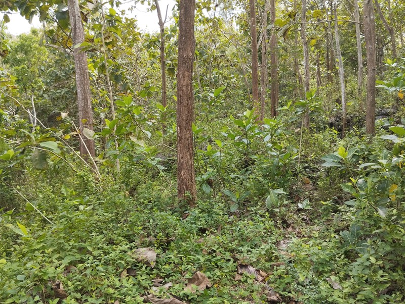 Dijual Tanah Tegal Luas 8.159 Meter Persegi  - Lokasi Strategis di Ngeposari, Semanu, Gunungkidul