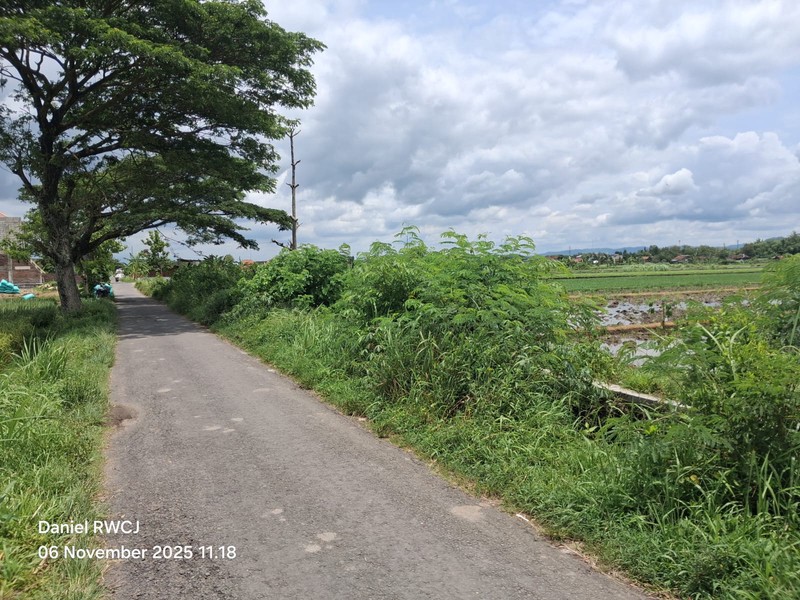 Dijual Cepat Tanah Sawah Produktif di Pleret, Bantul