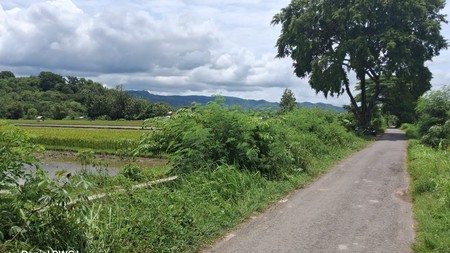 Dijual Cepat Tanah Sawah Produktif di Pleret, Bantul