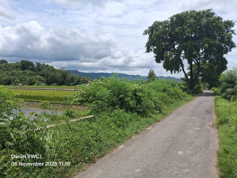 Dijual Cepat Tanah Sawah Produktif di Pleret, Bantul