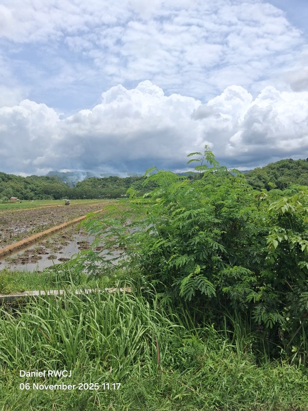 Dijual Cepat Tanah Sawah Produktif di Pleret, Bantul