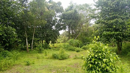 Dijual Cepat, Tanah Kavling Super Luas 25.171 Meter Persegi di Pinggir Jalan Lingkar Selatan Kebumen (Jalur Utama)