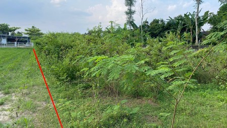 Tanah Sawah Strategis 985 meter Persegi di Berbah, Sleman, Cocok untuk Pertanian atau Investasi Masa Depan