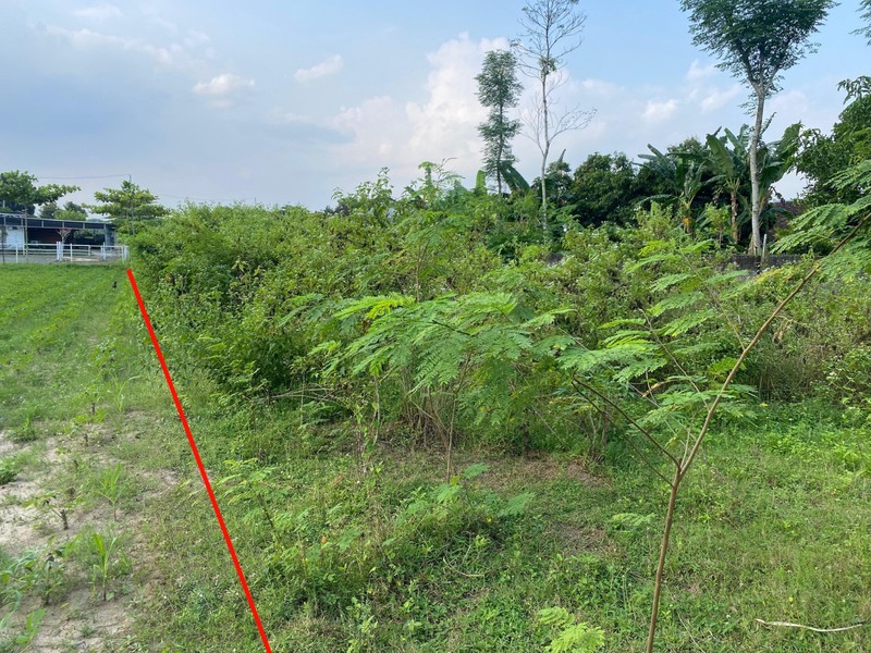 Tanah Sawah Strategis 985 meter Persegi di Berbah, Sleman, Cocok untuk Pertanian atau Investasi Masa Depan