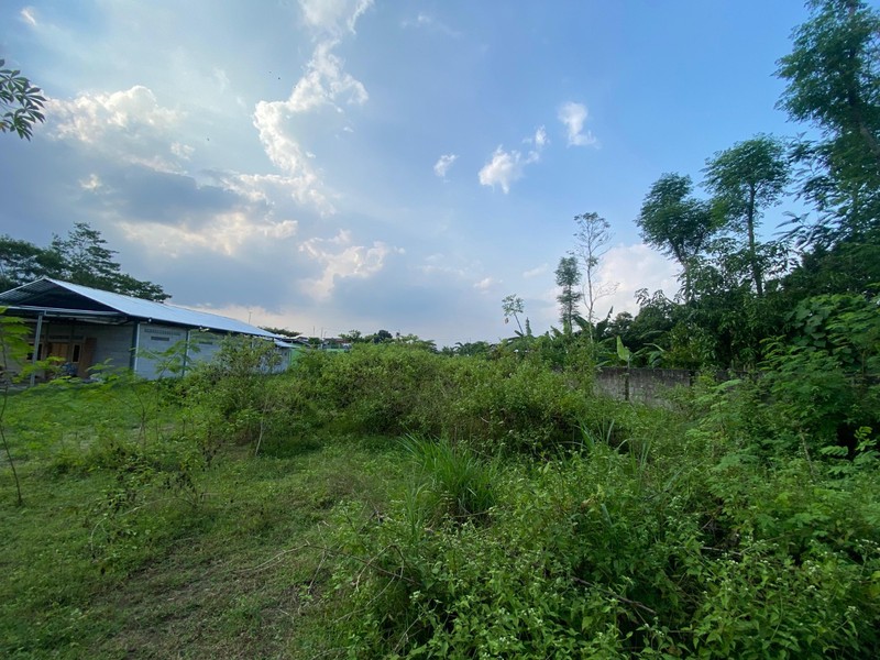 Tanah Sawah Strategis 985 meter Persegi di Berbah, Sleman, Cocok untuk Pertanian atau Investasi Masa Depan