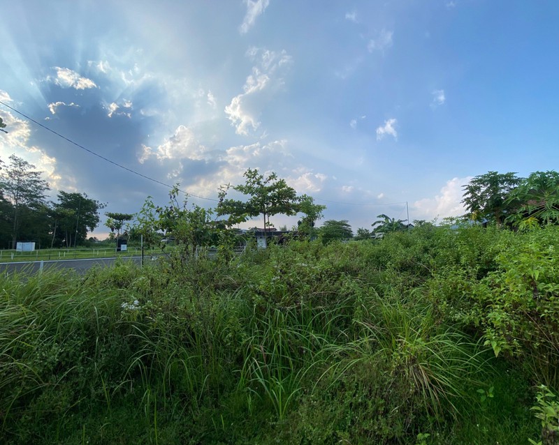 Tanah Sawah Strategis 985 meter Persegi di Berbah, Sleman, Cocok untuk Pertanian atau Investasi Masa Depan