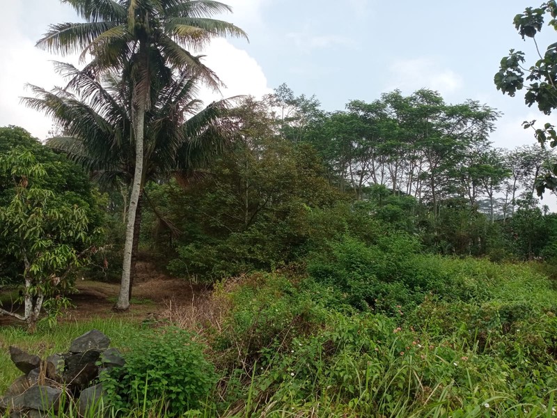 Tanah Kavling Luas 1.780 Meter Persegi Di Jalan Utama Mendono, Temanggung, Cocok Untuk Investasi & Bisnis