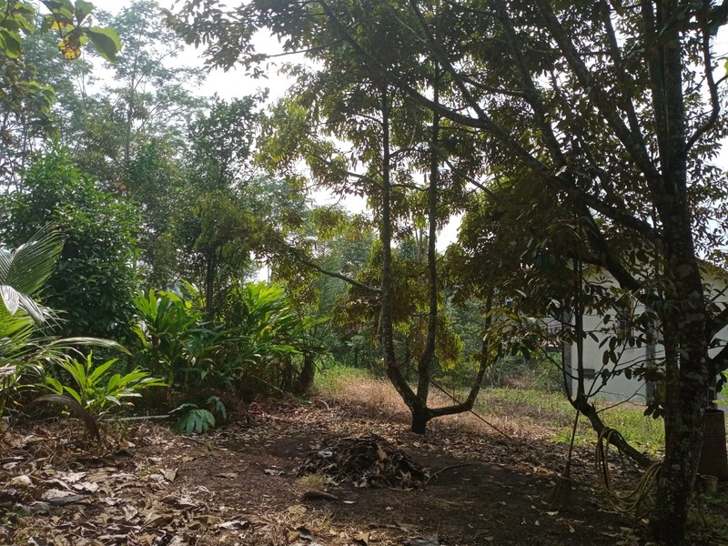 Tanah Kavling Luas 1.780 Meter Persegi Di Jalan Utama Mendono, Temanggung, Cocok Untuk Investasi & Bisnis