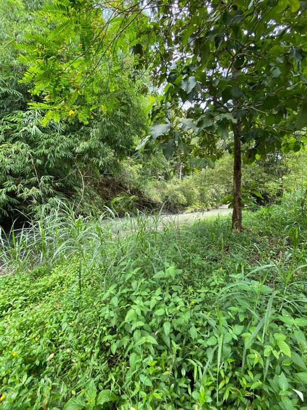 Investasi Tanah Luas 1397 Meter Persegi di Tuksongo, Borobudur, Magelang - Hanya 2.5 km dari Candi Borobudur
