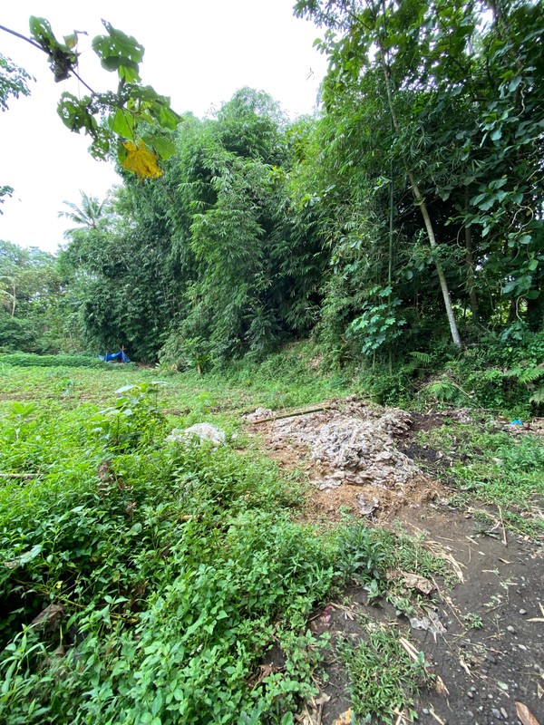 Investasi Tanah Luas 1397 Meter Persegi di Tuksongo, Borobudur, Magelang - Hanya 2.5 km dari Candi Borobudur
