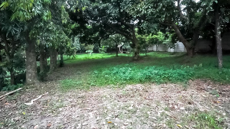 DIJUAL TANAH KEBUN DI JALAN ARCO RAYA.