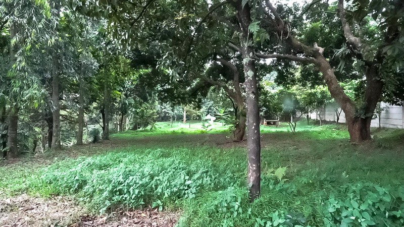 DIJUAL TANAH KEBUN DI JALAN ARCO RAYA.
