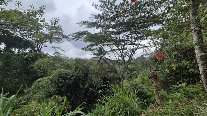 For Sale Beautiful Villa in Sebatu, Tegalalang - Near Ubud