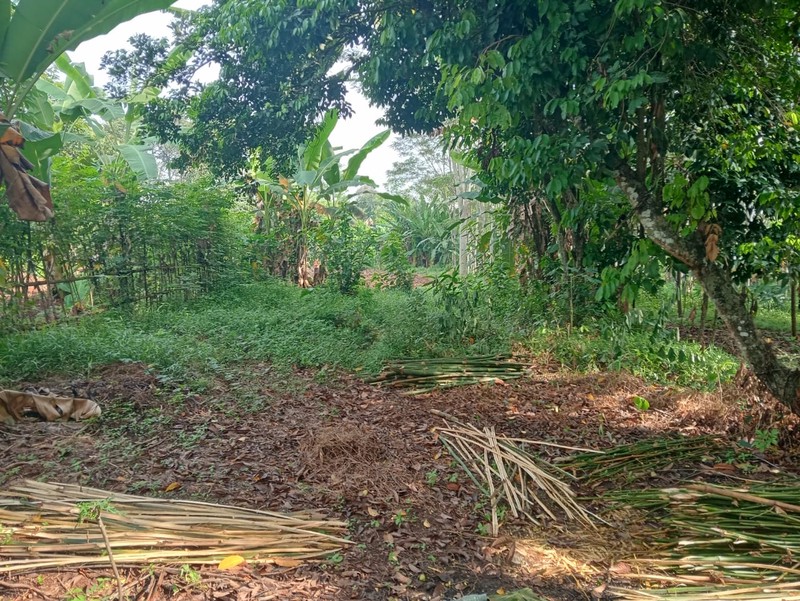 Dijual Tanah Pekarangan Lokasi di Daerah Batang - Jawa Tengah 