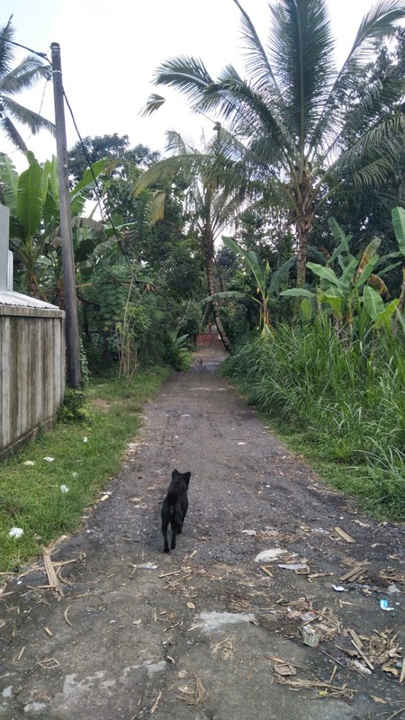 Land Freehold In Payangan Ubud Bali