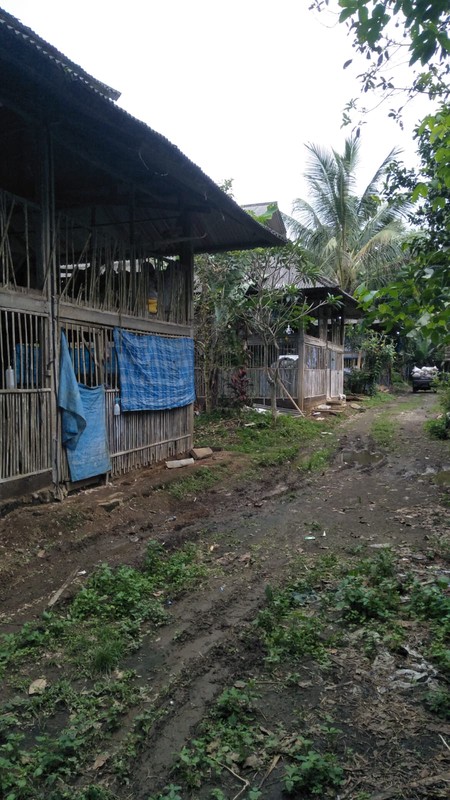 Land Freehold In Payangan Ubud Bali