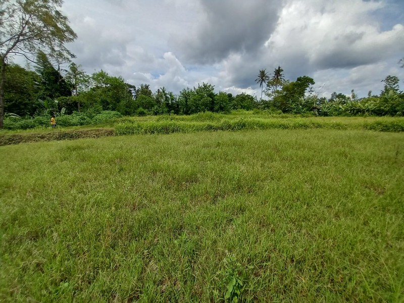 Tanah Sawah Lokasi Dekat Kawasan Wisata Kopi Klothok - Ngemplak Sleman 