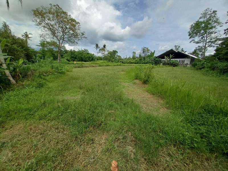 Tanah Sawah Lokasi Dekat Kawasan Wisata Kopi Klothok - Ngemplak Sleman 