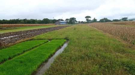 Dijual Tanah Sawah Strategis 2 Sisi Jalan di Mutihan, Gantiwarno, Klaten