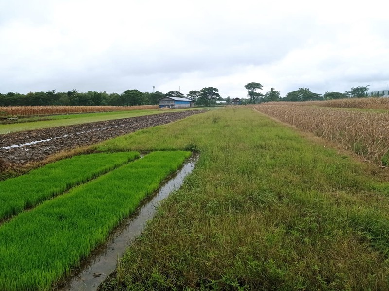 Dijual Tanah Sawah Strategis 2 Sisi Jalan di Mutihan, Gantiwarno, Klaten