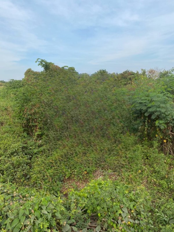 DIJUAL TANAH Jl  Geger Kec Cerme Kab Gresik - Jawa Timur