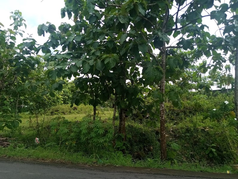 Dijual Tanah 2840 Meter Persegi Lokasi Strategis Simpang Empat Duwet (Jalan Baron Km 4), Wonosari, Gunungkidul