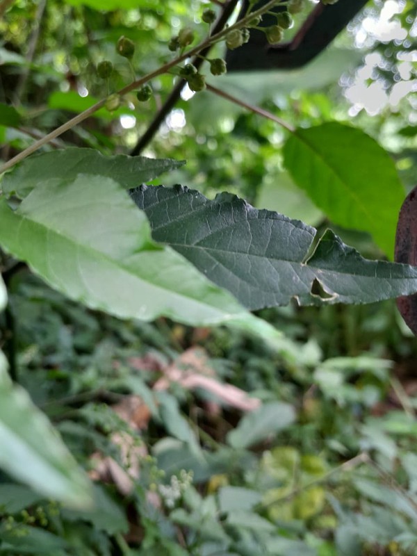 Kavling Siap Bangun DI Jl Cempaka Pesanggahan Jakarta Selatan