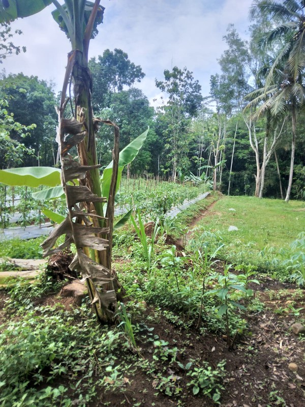 Dijual Tanah Pekarangan di Patuk, Gunung Kidul, View Cantik & Dekat Teras Patuk