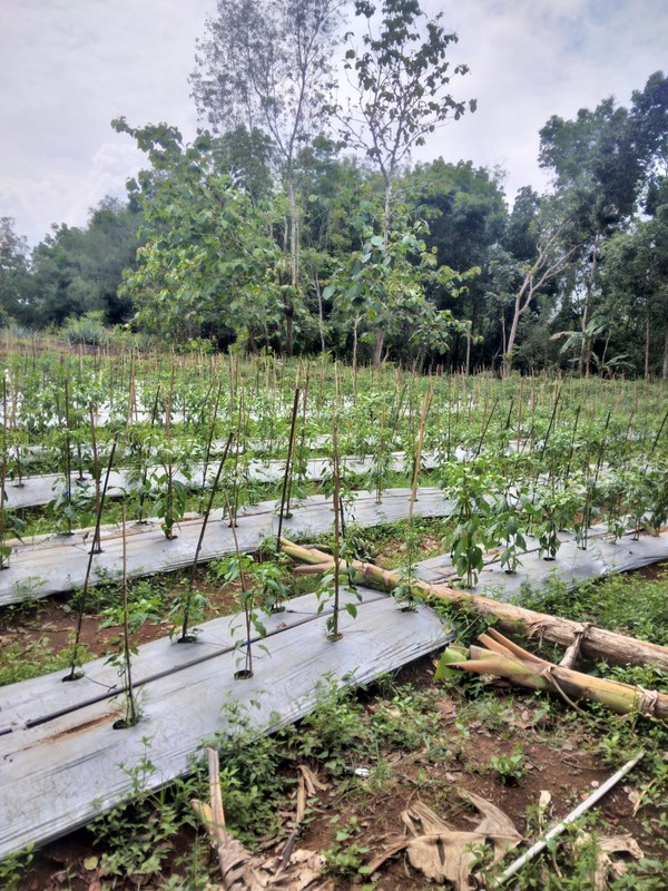 Dijual Tanah Pekarangan di Patuk, Gunung Kidul, View Cantik & Dekat Teras Patuk