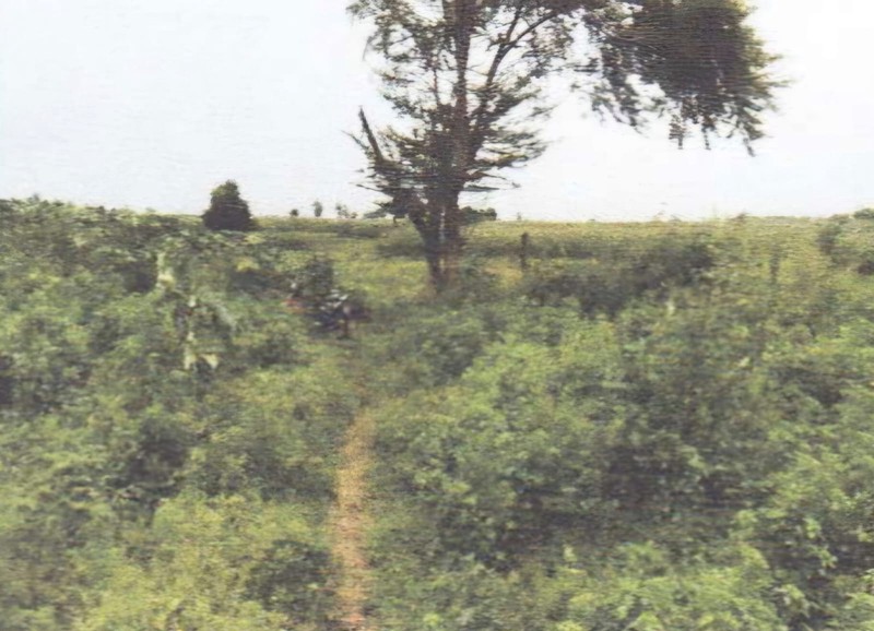 DISEWAKAN TANAH di pinggir jalan besar jalur pantura  jl Kragan-Rembang,  Desa Temaji, TUBAN, Jawa Timur