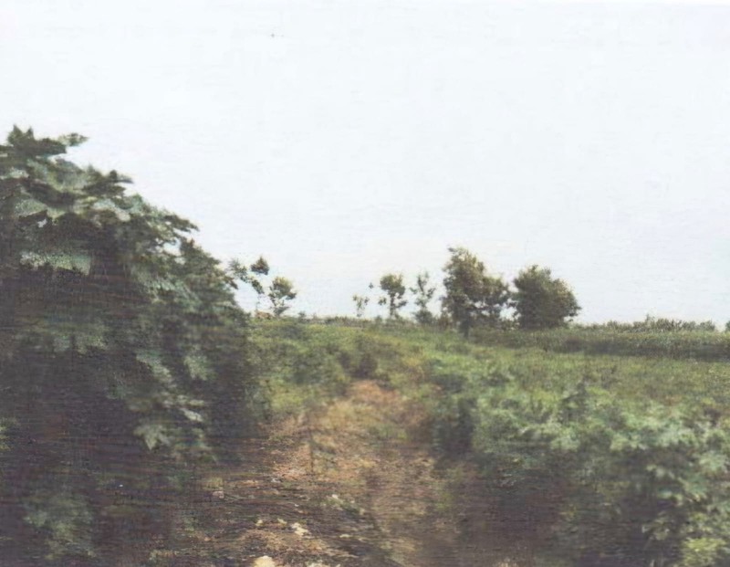 DISEWAKAN TANAH di pinggir jalan besar jalur pantura  jl Kragan-Rembang,  Desa Temaji, TUBAN, Jawa Timur