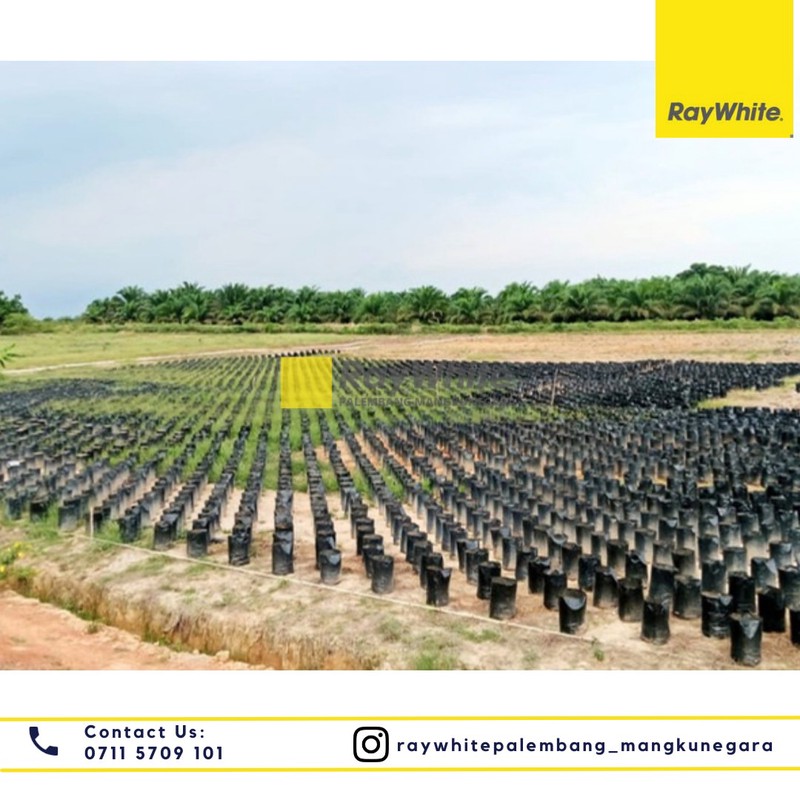 Dijual Tanah Perkebunan 