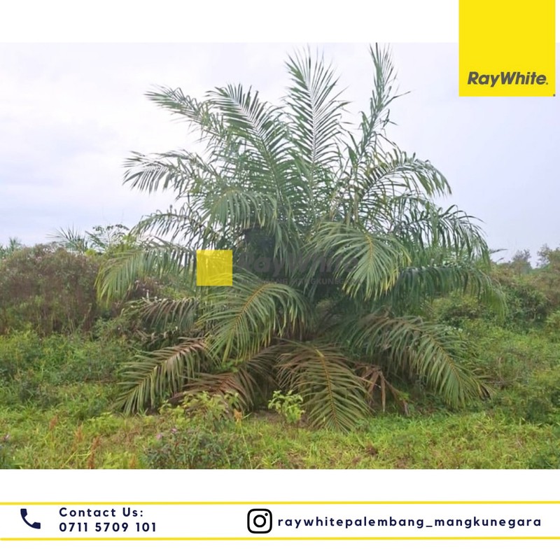 Dijual Tanah Perkebunan 