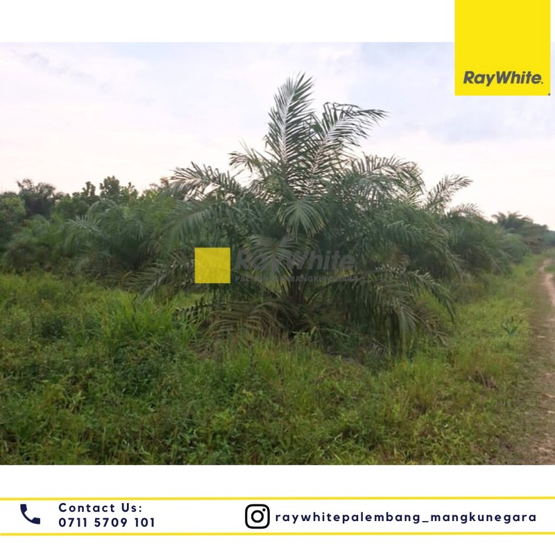 Dijual Tanah Perkebunan 