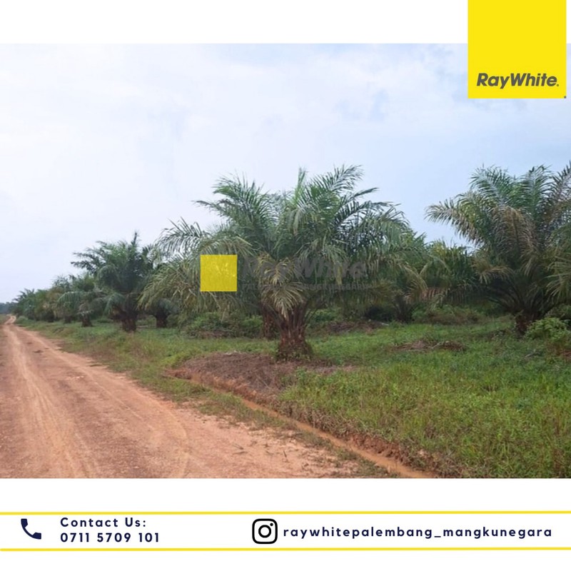 Dijual Tanah Perkebunan 