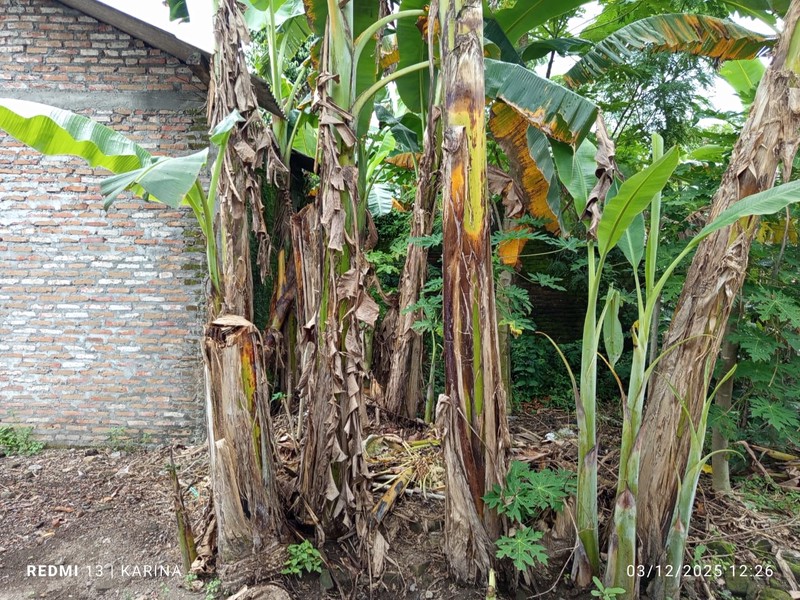 Tanah Bonus Bangunan Lokasi Strategis Dekat Pasar Pleret Bantul 