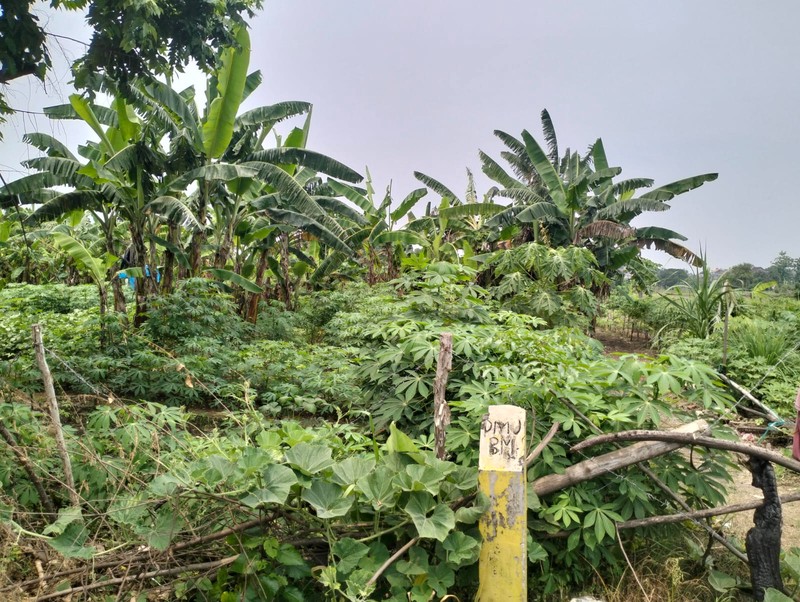 Jual Tanah Komersial Area Jl. Iker Iker Geger  Cerme Gresik