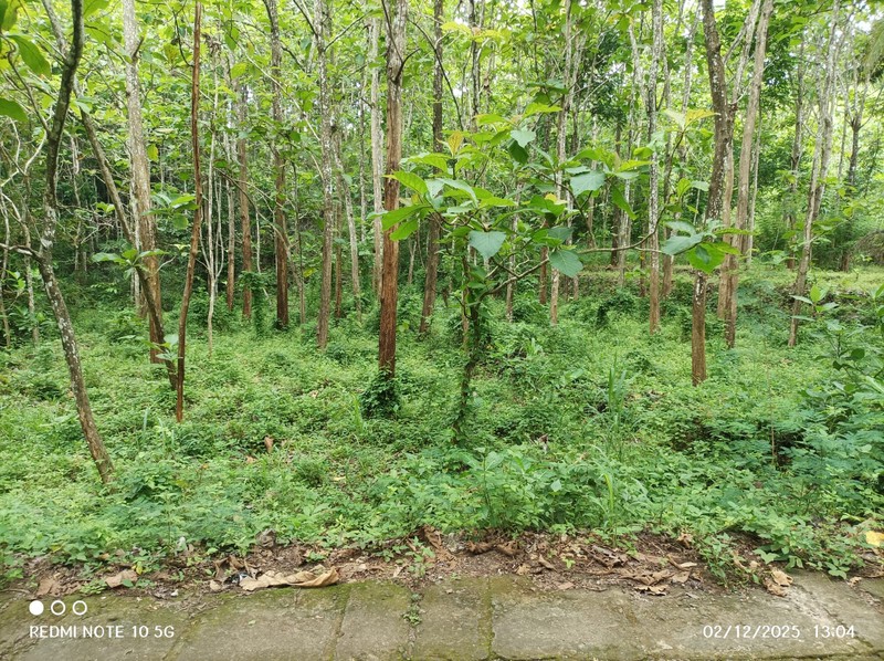 Dijual Tanah Luas 1175 Meter Persegi - Lokasi Strategis di Giri, Panggang, Gunung Kidul